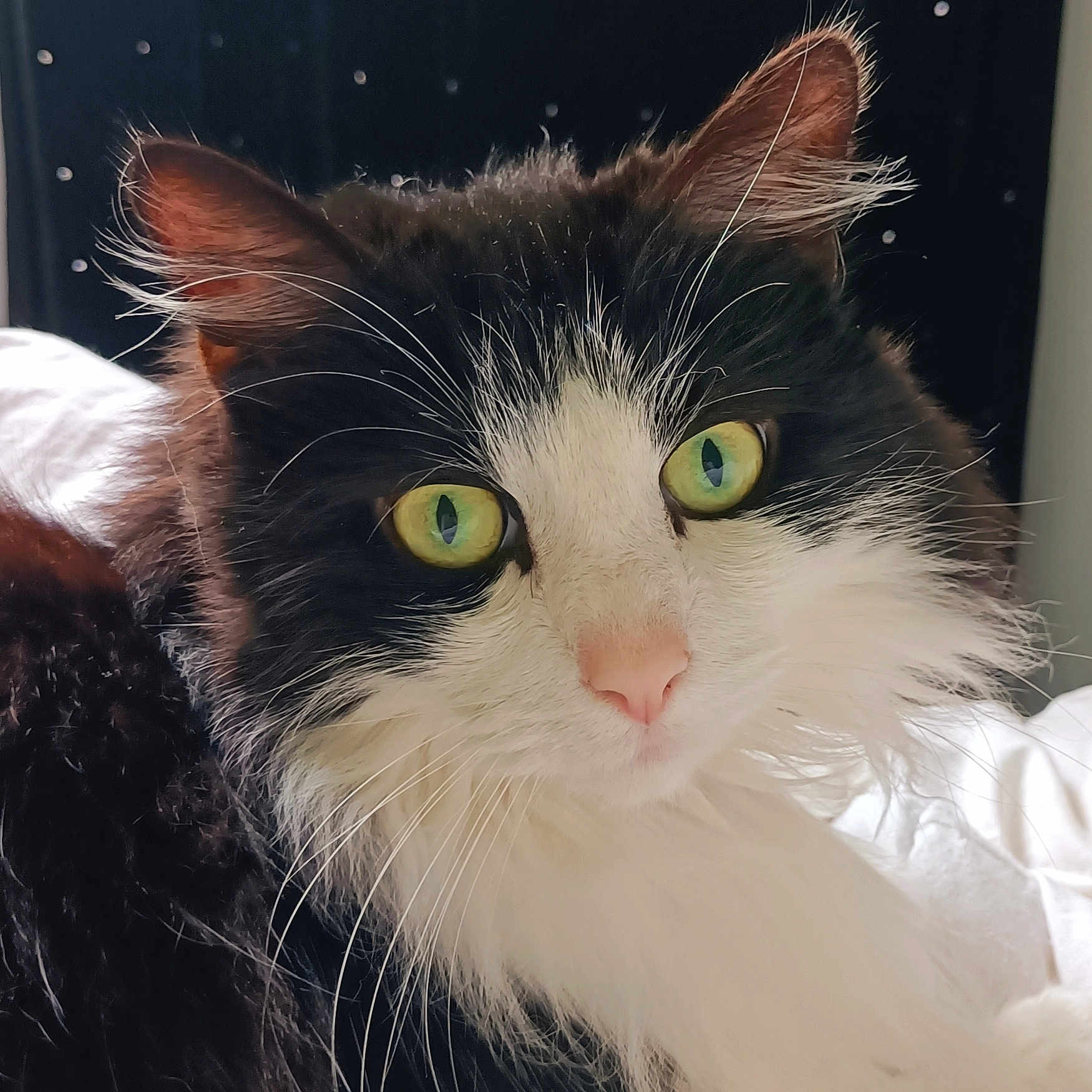 Nougatine a rejoint le concours — aidez-le/la à gagner de superbes lots ! alert, animal, background_blur, black_and_white, cat, close_up, cute, domestic_cat, ears, face, feline, fluffy, fur, green_eyes, indoor, nose, pet, portrait, soft_light, whiskers