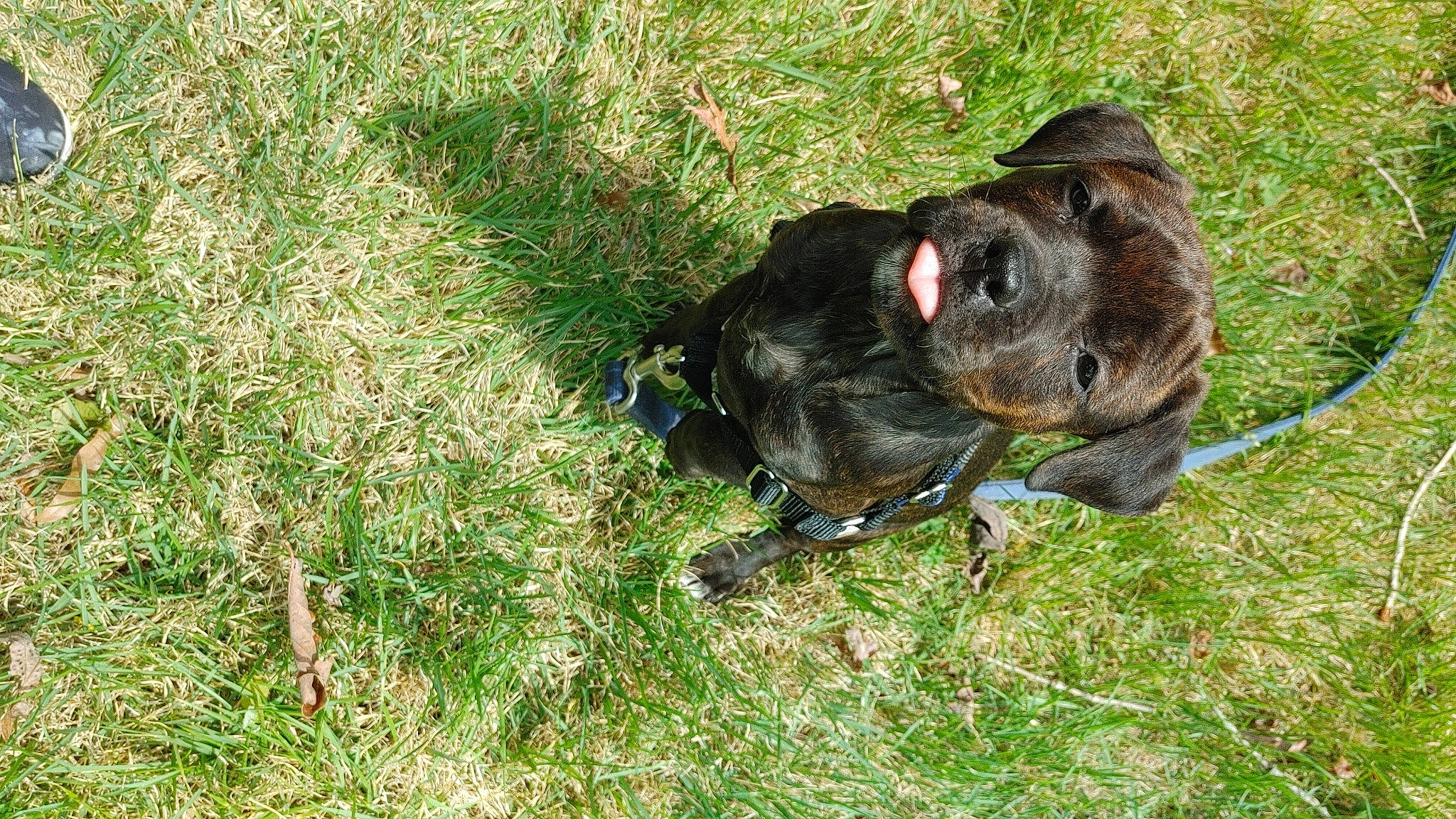 Skadi is registered to the contest to win money with this photo: canidae, carnivore, companion_dog, dog, dog_breed, fawn, grass, grassland, groundcover, guard_dog, hunting_dog, liver, non_sporting_group, puppy, snout, sporting_group, terrestrial_animal, wildlife, working_animal, working_dog