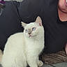 kitten, cat, blue_eyes, white_fur, couch, pillow, person, black_shirt, smile, indoor, pet, animal, cute, fur, whiskers, sitting, looking, cozy, home, relaxed
