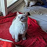 Bandi participe au concours pour gagner de l'argent avec cette photo : cat, kitten, blue_eyes, white_fur, gray_fur, blanket, red_blanket, indoor, tile_floor, cleaning, sitting, pet, animal, domestic_cat, curious, natural_light, window, door, feline, resting
