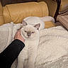 cat, white_cat, pet, feline, fluffy, short_hair, blue_eyes, amber_eyes, relaxed, lounging, blanket, couch, leather_chair, living_room, indoor, home, human_hand, portrait, close_up, sleepy
