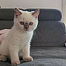 alert, animal, blue_eyes, cat, couch, cozy, curious, cute, domestic_cat, feline, furniture, home, indoor, kitten, pet, portrait, sitting, soft_fur, white_fur, young