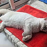 cat, white_cat, sleeping, resting, indoor, blanket, red_blanket, window, natural_light, fur, cozy, pet, animal, cute, relaxation, soft_texture, domestic, black_cat_peek, quiet, nap