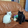 Bandi participe au concours pour gagner de l'argent avec cette photo : cat, kitten, white_cat, black_cat, leather_couch, plush_toy, indoor, pets, feline, cute, sitting, blue_eyes, yellow_eyes, fur, domestic_animal, cozy, home_interior, wooden_wall, cityscape_poster, animal_companion