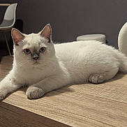 Bandi a rejoint le concours — aidez-le/la à gagner de superbes lots ! cat, white_cat, blue_eyes, indoor, wooden_table, furniture, chair, modern, lounge, pet, animal, cute, curious, relaxed, cozy, home, decor, portrait, feline, domestic_cat