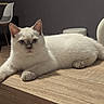 animal, blue_eyes, cat, chair, cozy, curious, cute, decor, domestic_cat, feline, furniture, home, indoor, lounge, modern, pet, portrait, relaxed, white_cat, wooden_table