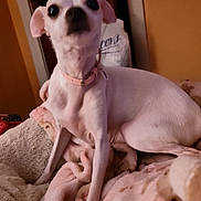 Ruby joined the competition — help win amazing prizes! dog, small_dog, white_dog, pet, blanket, collar, indoor, cozy, soft_lighting, curious, alert, bedroom, fabric, warm_colors, cute, animal, companion, resting, furniture, domestic