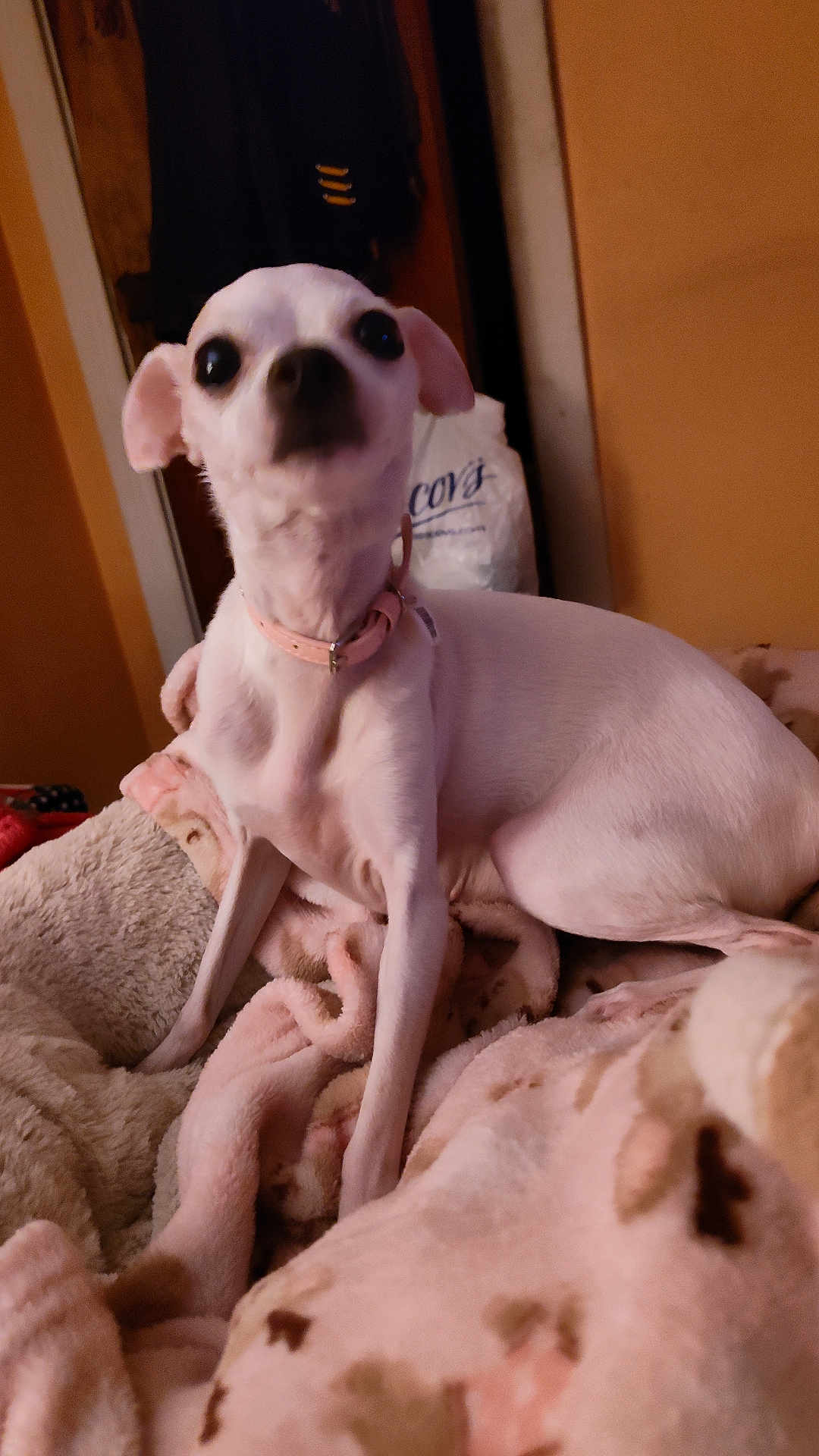 Ruby joined the competition — help win amazing prizes! dog, small_dog, white_dog, pet, blanket, collar, indoor, cozy, soft_lighting, curious, alert, bedroom, fabric, warm_colors, cute, animal, companion, resting, furniture, domestic