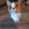 animal_portrait, cat, close_up, curious, cute, domestic_animal, feline, floor, fur, household, indoor, looking_up, mammal, pet, sneakers, tabby, two_tone, whiskers, wooden_floor, yellow_eyes