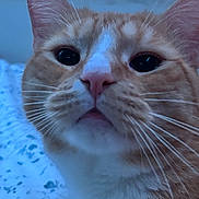 Charlie joined the competition — help win amazing prizes! animal, cat, closeup, curious, cute, domestic_cat, ears, eyes, face, feline, fur, indoor, orange_cat, pet, pink_nose, portrait, snout, soft_light, whiskers, white_fur