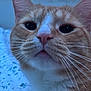 animal, cat, closeup, curious, cute, domestic_cat, ears, eyes, face, feline, fur, indoor, orange_cat, pet, pink_nose, portrait, snout, soft_light, whiskers, white_fur