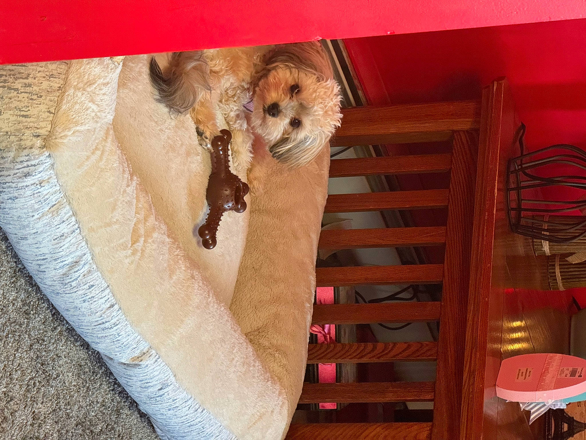 Brownie is registered to the contest to win money with this photo: canidae, carnivore, chair, comfort, companion_dog, dog, dog_breed, fawn, fur, hardwood, house, linens, pet_supply, shelf, shelving, sporting_group, tableware, toy_dog, wood, wood_stain