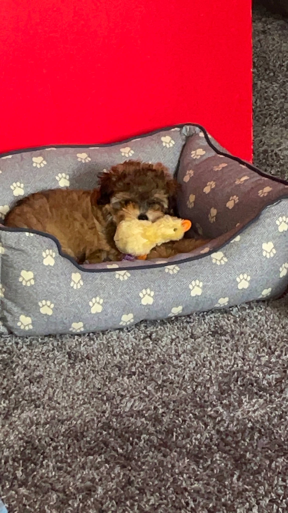 Brownie is registered to the contest to win money with this photo: canidae, carnivore, comfort, companion_dog, dog, dog_breed, dog_supply, fawn, felidae, fur, linens, liver, pet_supply, sporting_group, studio_couch, stuffed_toy, tail, teddy_bear, toy, toy_dog