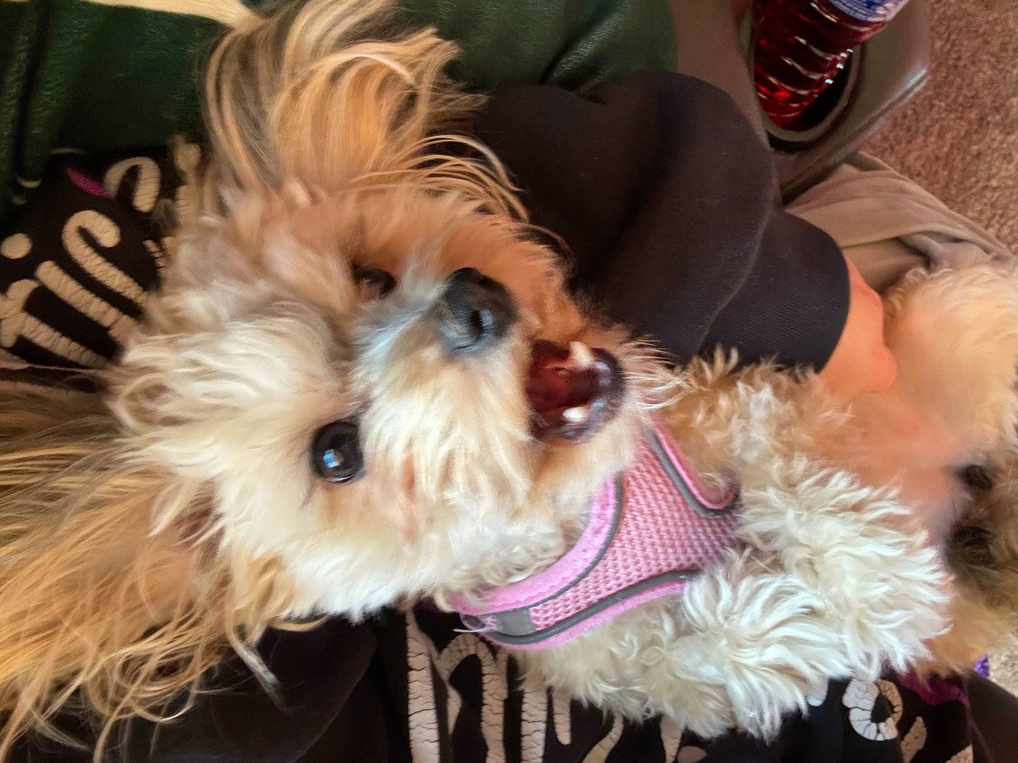 Brownie joined the competition — help win amazing prizes! canidae, carnivore, companion_dog, dog, dog_breed, dog_clothes, dog_collar, dog_supply, fashion_accessory, fawn, fur, hat, maltepoo, small_terrier, snout, sporting_group, terrier, toy_dog, welsh_terrier, working_animal