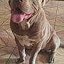 dog, pitbull, tongue_out, indoor, tile_floor, pet_food, dog_crate, happy, sitting, brown_coat, white_markings, canine, pet, companion, animal, paw, floor_tiles, domestic, friendly, cute