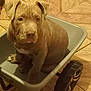 puppy, dog, wheelbarrow, plastic, floor, tile, indoor, pet, brown, cute, sitting, small, animal, young, looking, curious, domestic, wheel, toy, container