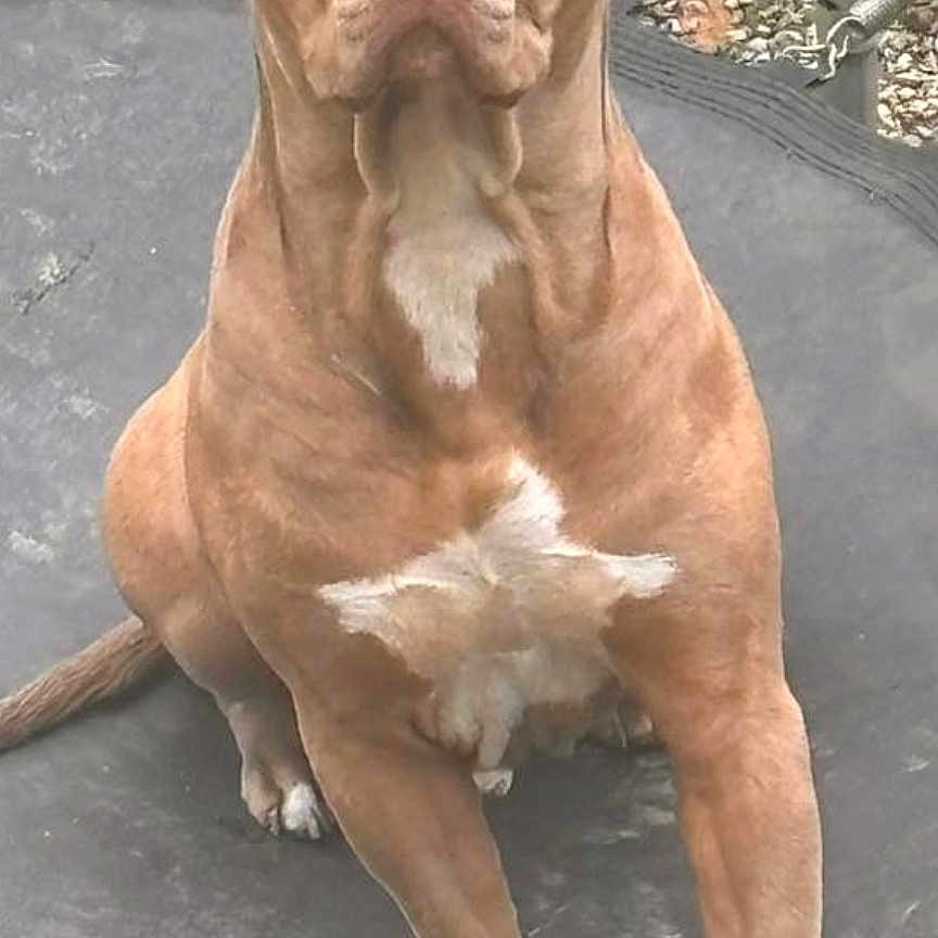 Tarone a rejoint le concours — aidez-le/la à gagner de superbes lots ! alert, animal, brown_dog, canine, dog, ears, face, fur, grass, gravel, greenery, mammal, nature, nose, outdoor, paw, pet, sitting, tail, trampoline