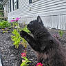 animal, black_cat, cat, curious, daylight, flower, fur, garden, greenery, house, mulch, nature, outdoor, paw, pet, pink_flower, plants, shutters, siding, suburban