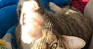 Berry joined the competition — help win amazing prizes! cat, tabby, paw, stretching, green_eyes, striped_fur, blanket, blue_blanket, cozy, sunlight, indoor, pet, feline, closeup, relaxed, cute, animal, whiskers, ear, soft