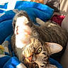 cat, tabby, paw, stretching, green_eyes, striped_fur, blanket, blue_blanket, cozy, sunlight, indoor, pet, feline, closeup, relaxed, cute, animal, whiskers, ear, soft