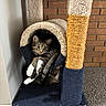 cat, tabby_cat, cat_tree, carpet, brick_wall, indoor, pet, animal, feline, cozy, curious, paws, lounging, hiding, resting, playful, domestic_cat, fur, whiskers, cute