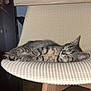 abyssinian, animal, architecture, armchair, building, cat, chair, couch, cushion, egyptiancat, furniture, homedecor, indoors, kitten, livingroom, manx, person, pet, room, sleeping