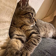 Venom participe au concours pour gagner de l'argent avec cette photo : abyssinian, animal, armchair, cat, chair, couch, furniture, hardwood, kitten, manx, person, pet, siamese, sleeping, wood