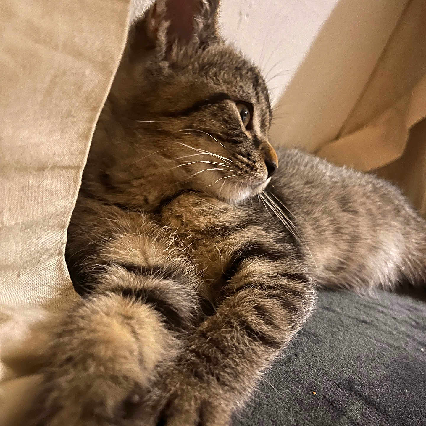 Venom participe au concours pour gagner de l'argent avec cette photo : abyssinian, animal, armchair, cat, chair, couch, furniture, hardwood, kitten, manx, person, pet, siamese, sleeping, wood