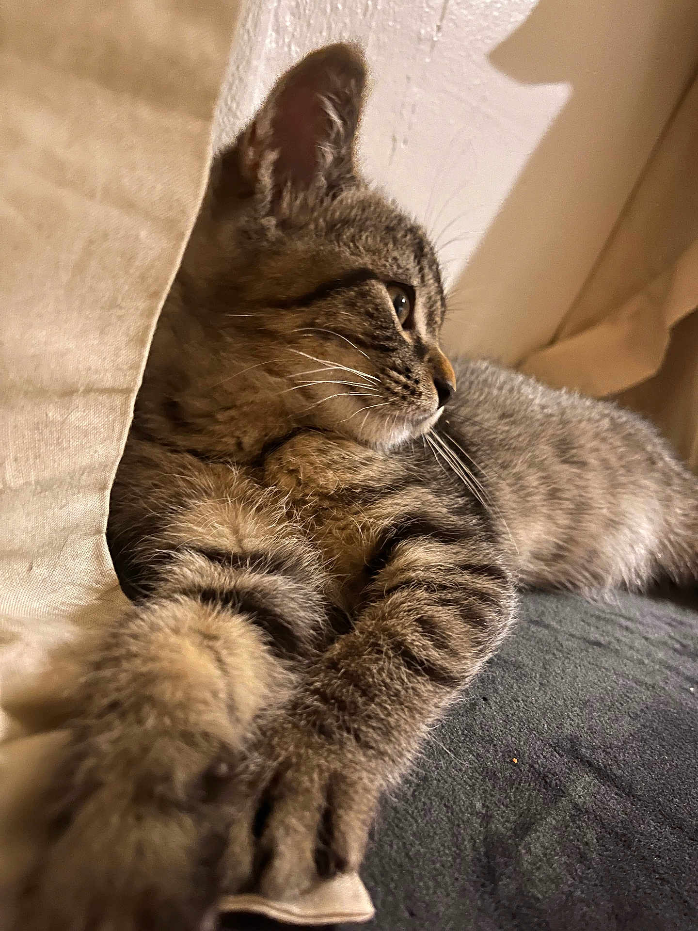 Venom participe au concours pour gagner de l'argent avec cette photo : abyssinian, animal, armchair, cat, chair, couch, furniture, hardwood, kitten, manx, person, pet, siamese, sleeping, wood