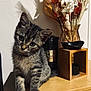 Venom participe au concours pour gagner de l'argent avec cette photo : animal, cat, drawer, flower, flowerarrangement, flowerbouquet, furniture, hardwood, indoors, interiordesign, jar, kitten, pet, plant, plywood, pottedplant, pottery, shelf, vase, wood