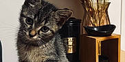 Venom a rejoint le concours — aidez-le/la à gagner de superbes lots ! animal, cat, drawer, flower, flowerarrangement, flowerbouquet, furniture, hardwood, indoors, interiordesign, jar, kitten, pet, plant, plywood, pottedplant, pottery, shelf, vase, wood