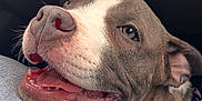 Alpine participe au concours pour gagner de l'argent avec cette photo : dog, close_up, pet, canine, happy, purple_harness, denim, jeans, snout, mouth_open, teeth, tongue, fur, ears, whiskers, resting, indoors, companion, animal, friendly