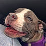 dog, close_up, pet, canine, happy, purple_harness, denim, jeans, snout, mouth_open, teeth, tongue, fur, ears, whiskers, resting, indoors, companion, animal, friendly