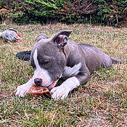 Alpine a rejoint le concours — aidez-le/la à gagner de superbes lots ! dog, grass, bone, toy, outdoor, pet, chewing, nature, canine, play, animal, hedge, daytime, fur, snout, ears, paws, relaxing, backyard, closeup