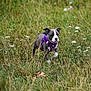 dog, puppy, purple_harness, grass, wildflowers, outdoor, field, nature, alert, young_dog, pet, animal, canine, greenery, summer, daylight, walking, fur, ears, snout