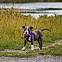 puppy, dog, purple_harness, grass, outdoor, path, water, nature, pet, animal, young_dog, alert, standing, fur, ears, tail, field, summer, daylight, canine