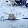 dog, snow, outdoor, white_dog, fluffy, plastic_chair, table, bicycle, winter, snow_covered, yard, pet, curious, fence, animal, cold, grass, footprints, daytime, quiet