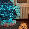 dog, christmas_tree, indoor, holiday, lights, decorations, ornaments, floor, window, radiator, fur, white_dog, sitting, cozy, festive, tree_skirt, glowing, night, home, quiet