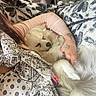 Rio a rejoint le concours — aidez-le/la à gagner de superbes lots ! dog, white_dog, sleeping, person, arm, tattoo, blanket, patterned_clothing, pink_sweater, couch, indoor, relaxing, cozy, fur, hand, resting, comfort, home, close_up, nap