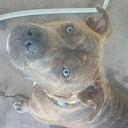 Buddy Gatwood joined the competition — help win amazing prizes! dog, brindle, pet, canine, animal, collar, concrete_floor, looking_up, ears, paw, outdoor, domestic_animal, curious, close_up, muzzle, snout, fur, whiskers, eye, nose