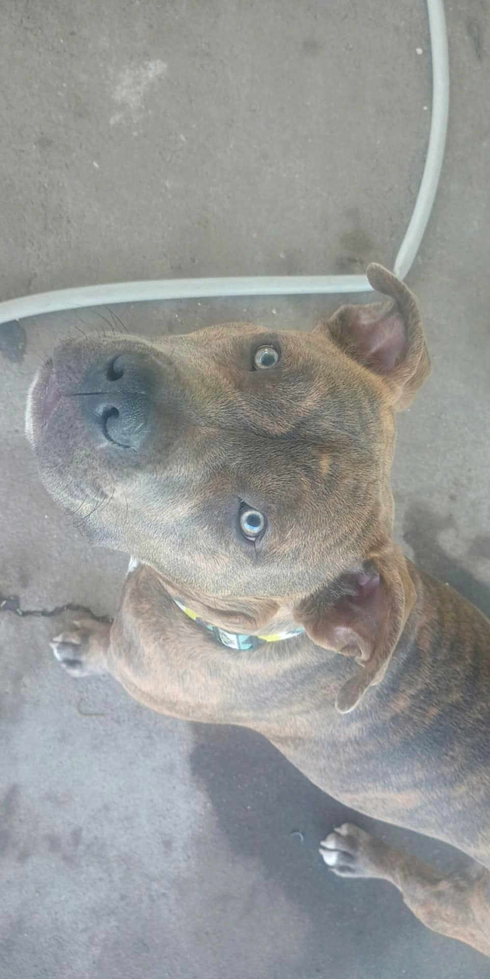 Buddy Gatwood joined the competition — help win amazing prizes! dog, brindle, pet, canine, animal, collar, concrete_floor, looking_up, ears, paw, outdoor, domestic_animal, curious, close_up, muzzle, snout, fur, whiskers, eye, nose