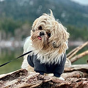 Kuddles is registered to the contest to win money with this photo: dog, fluffy, outdoor, nature, tree_bark, forest, leash, pet_clothing, cute, tongue_out, small_dog, fur, canine, animal, portrait, fall, woods, furry, mammal, closeup