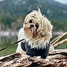 dog, fluffy, outdoor, nature, tree_bark, forest, leash, pet_clothing, cute, tongue_out, small_dog, fur, canine, animal, portrait, fall, woods, furry, mammal, closeup