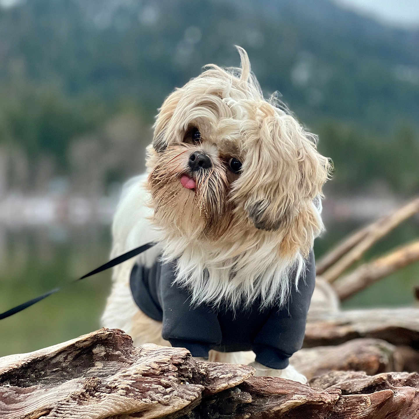 Kuddles is registered to the contest to win money with this photo: dog, fluffy, outdoor, nature, tree_bark, forest, leash, pet_clothing, cute, tongue_out, small_dog, fur, canine, animal, portrait, fall, woods, furry, mammal, closeup