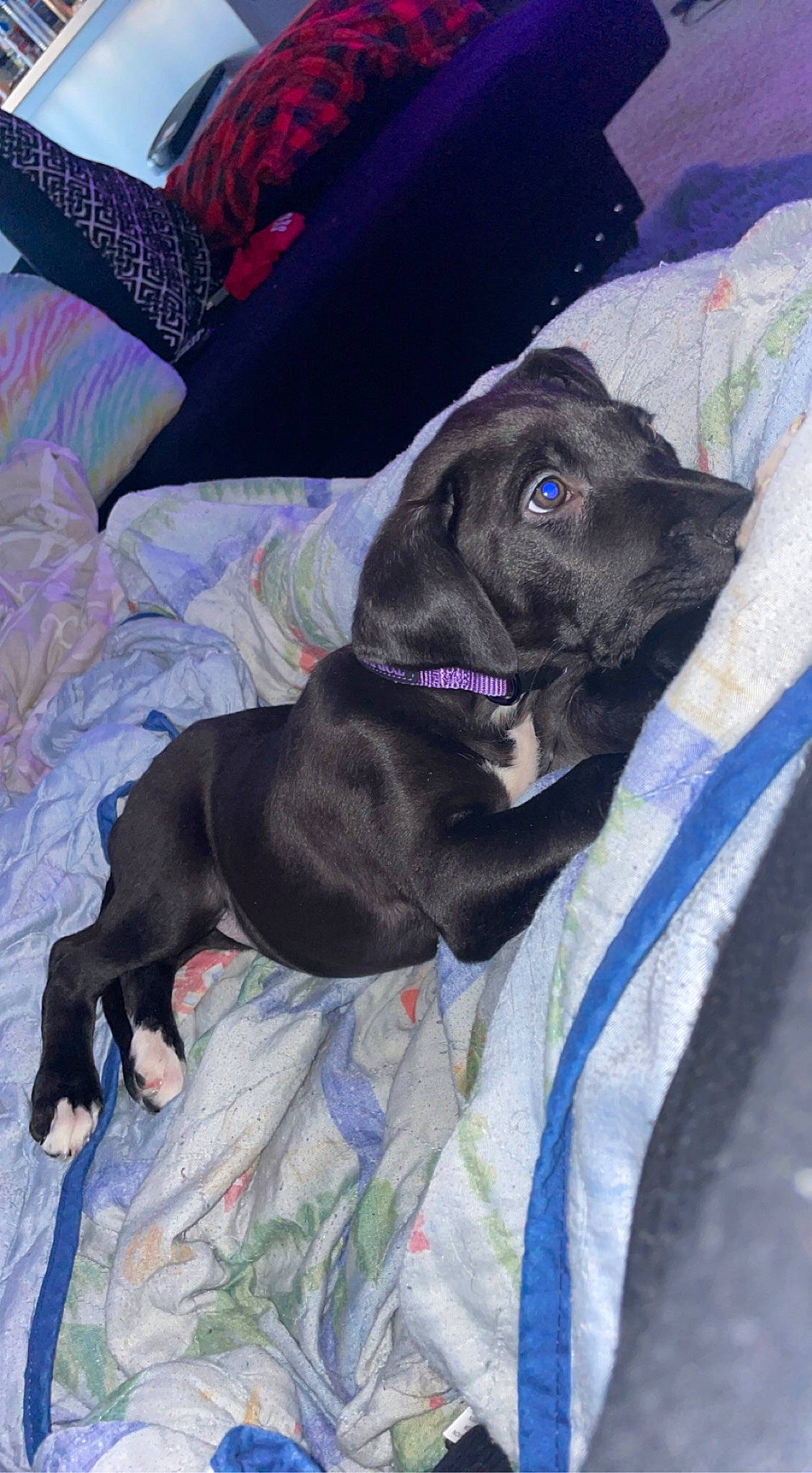 Mojo Jojo is registered to the contest to win money with this photo: borador, canidae, carnivore, collar, comfort, companion_dog, dog, dog_breed, dog_collar, dog_supply, electric_blue, fawn, fur, grey, guard_dog, gun_dog, liver, pointing_breed, purple, working_animal