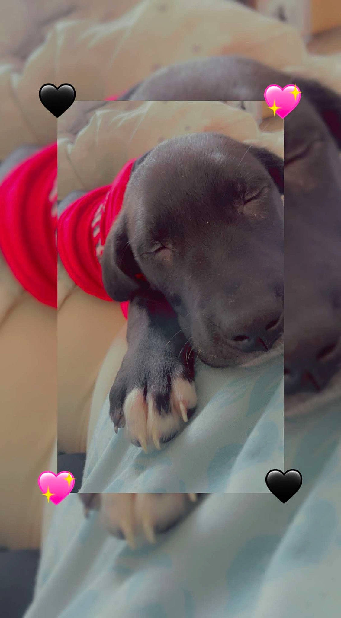 Mojo Jojo is registered to the contest to win money with this photo: carmine, carnivore, comfort, companion_dog, dog, dog_breed, ear, elbow, fawn, flesh, gesture, human_leg, liver, magenta, nail, non_sporting_group, snout, sporting_group, working_animal, wrist