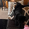animal, black_cat, carpet, cat, couch, counter, cozy, curious, domestic, feline, furniture, indoor, living_room, patterned_pillows, pet, pillows, pink_toy, stool, water_bottle, wooden_cabinets