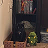 animal, black_cat, box, cardboard_box, carpet, cat, cord, corner, cozy, feline, home, household_items, indoor, pet, plush_toy, shelf, toy, triceratops, vhs_tapes, yellow_eyes