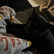 Yoru joined the competition — help win amazing prizes! black_cat, cat, blanket, couch, pillow, indoor, pet, feline, cozy, resting, dark, shadow, fur, animal, home, relaxing, patterned_blanket, yellow_eyes, soft_texture, furniture