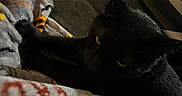 Yoru joined the competition — help win amazing prizes! animal, black_cat, blanket, cat, couch, cozy, dark, feline, fur, furniture, home, indoor, patterned_blanket, pet, pillow, relaxing, resting, shadow, soft_texture, yellow_eyes